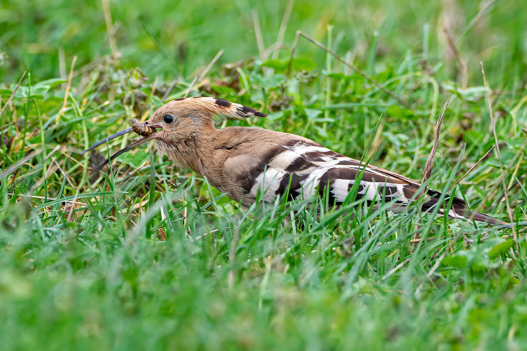 Hoopoe