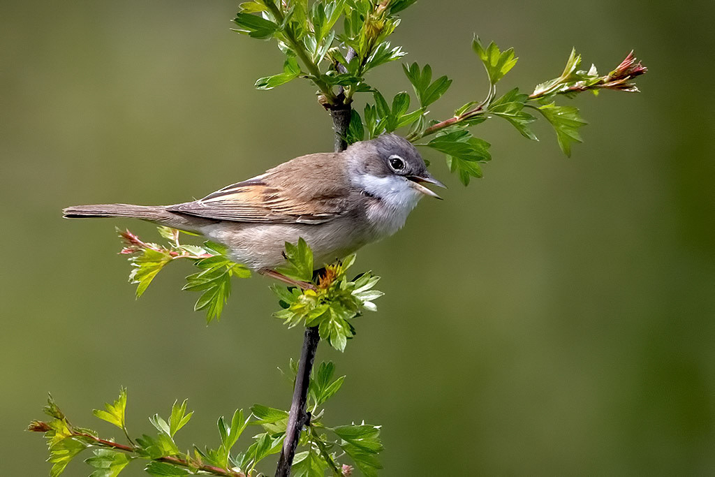 Whitethroat