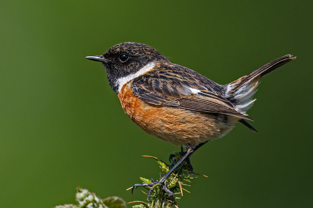 Stonechat