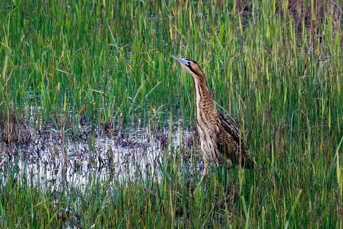 Bittern
