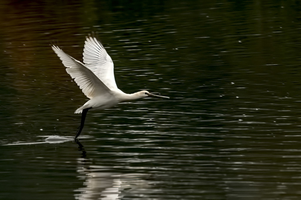 Spoonbill