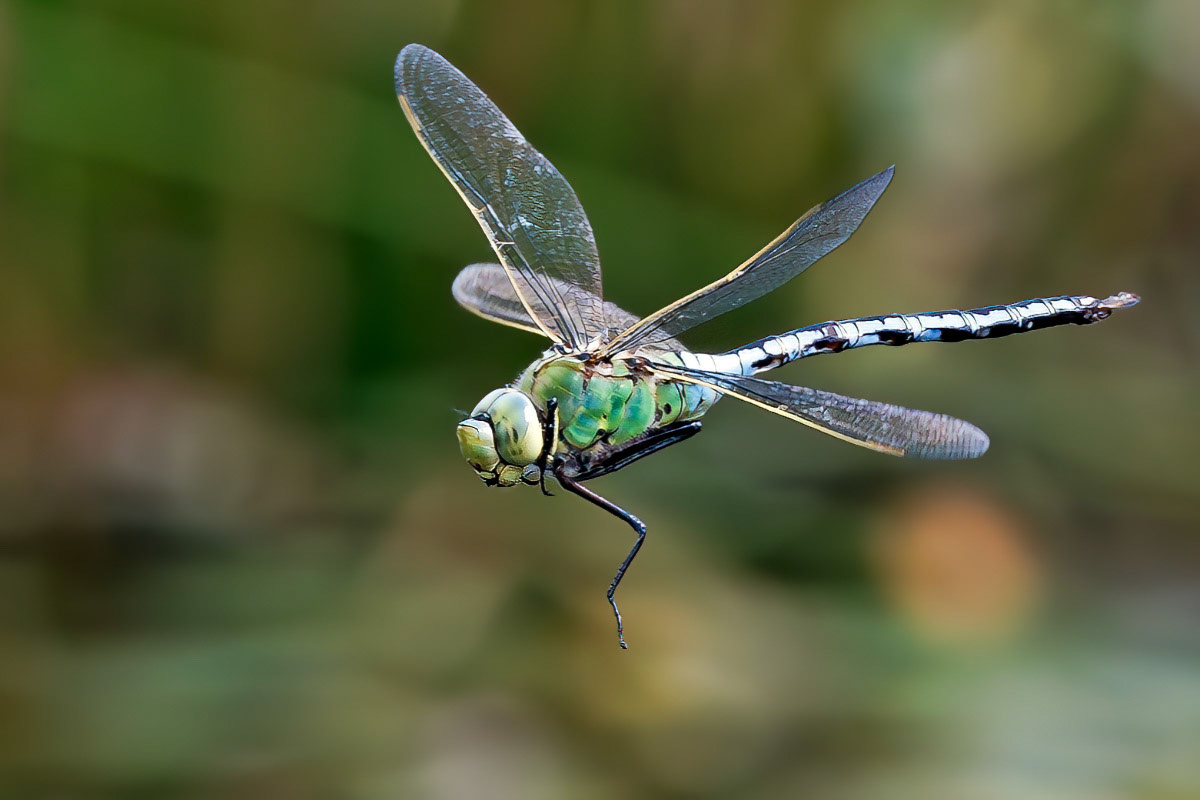 Emperor Dragonfly