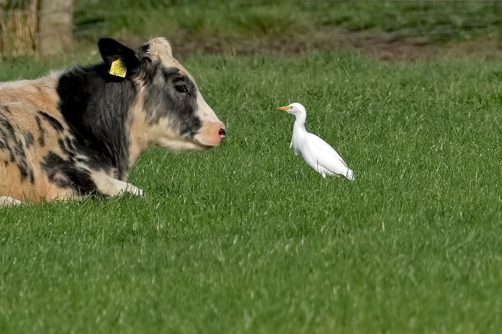 Western Cattle Egret