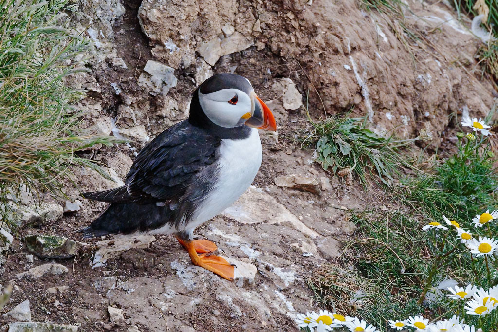 Puffin