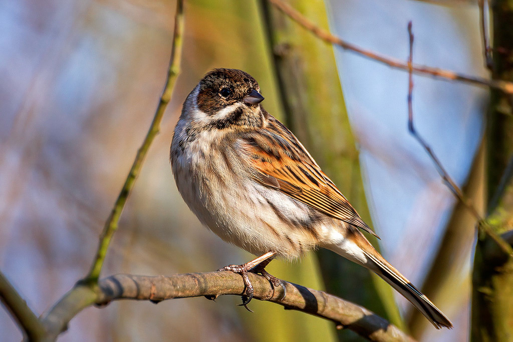 Reed Bunting