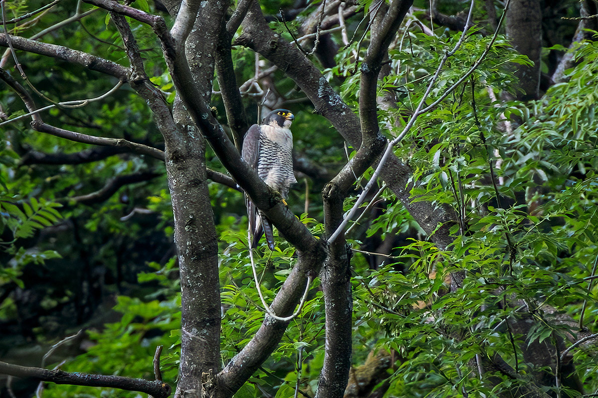 Peregrine