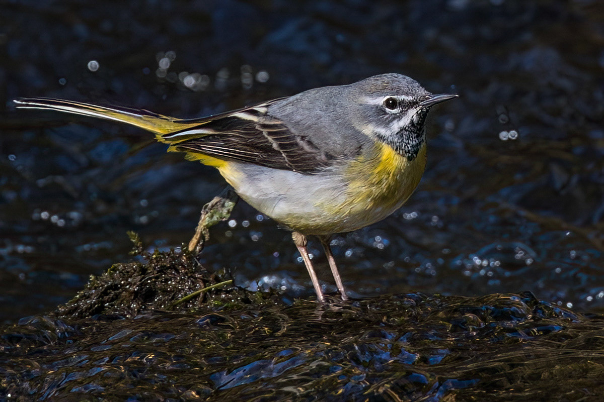 Grey Wagtail