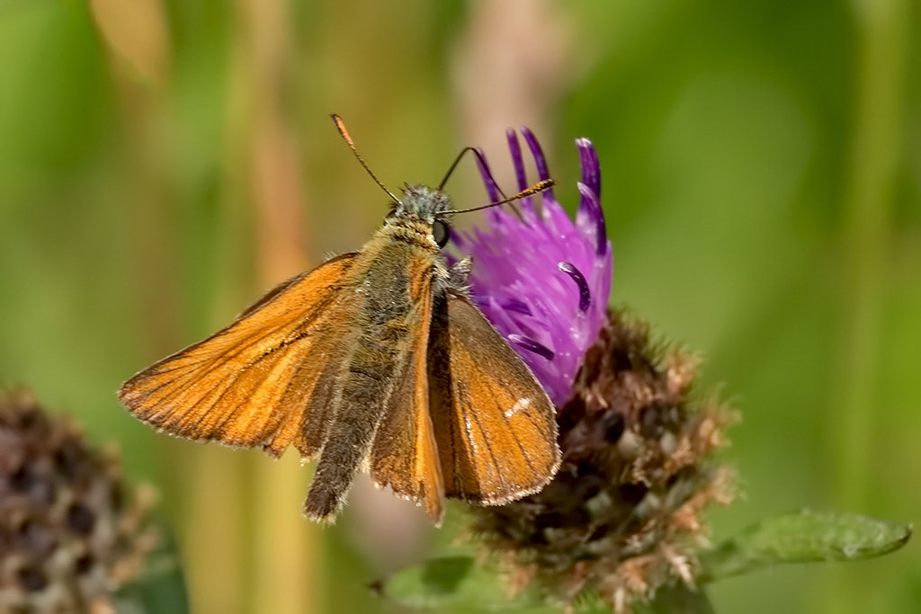 Small Skipper