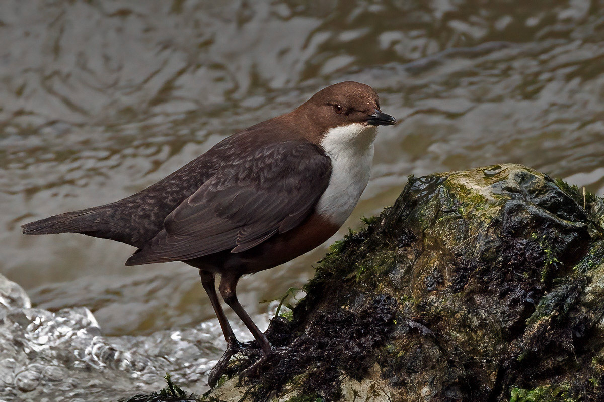 White-throated Dipper