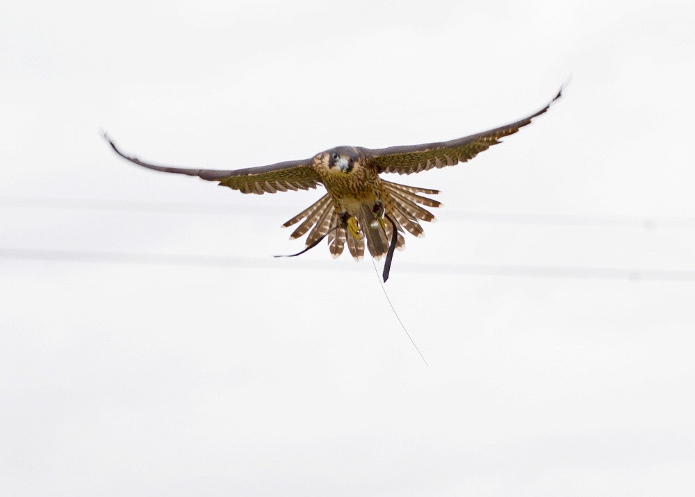 Peregrine