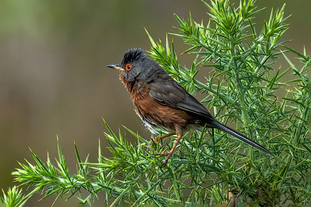 Dartford Warbler