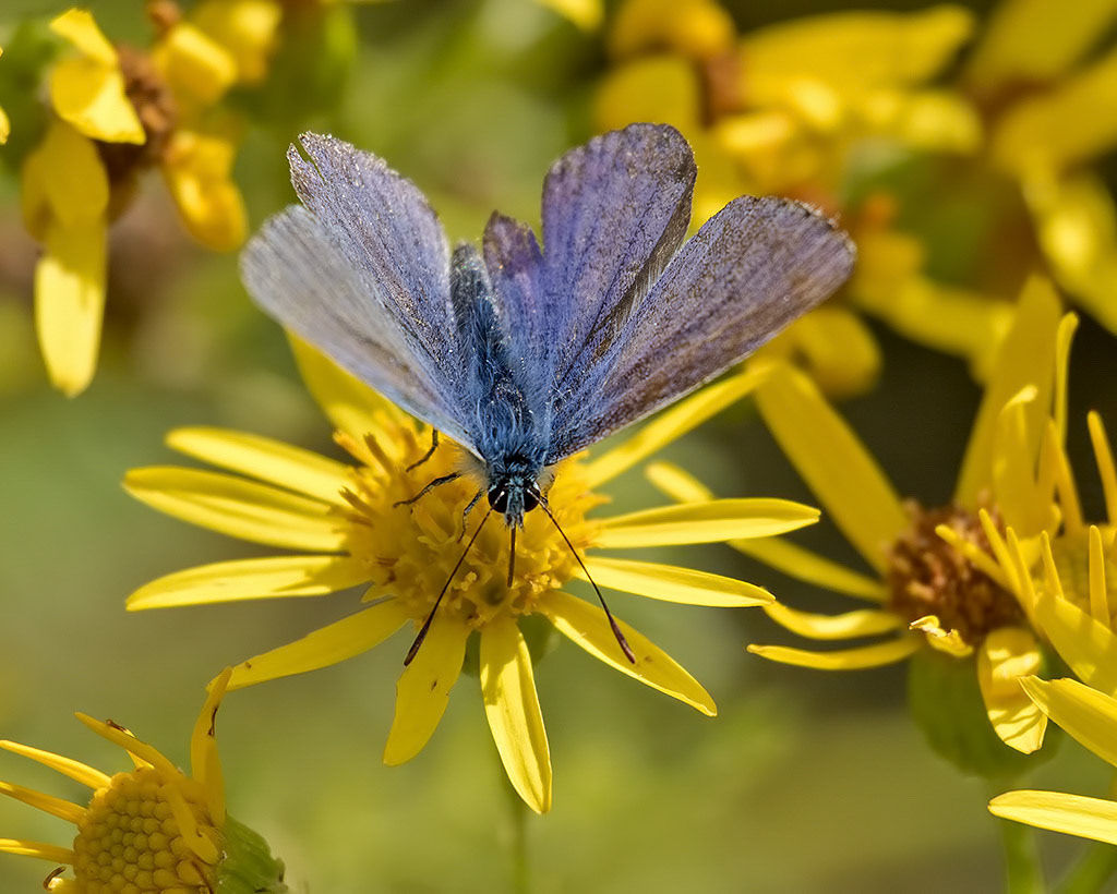 Common Blue