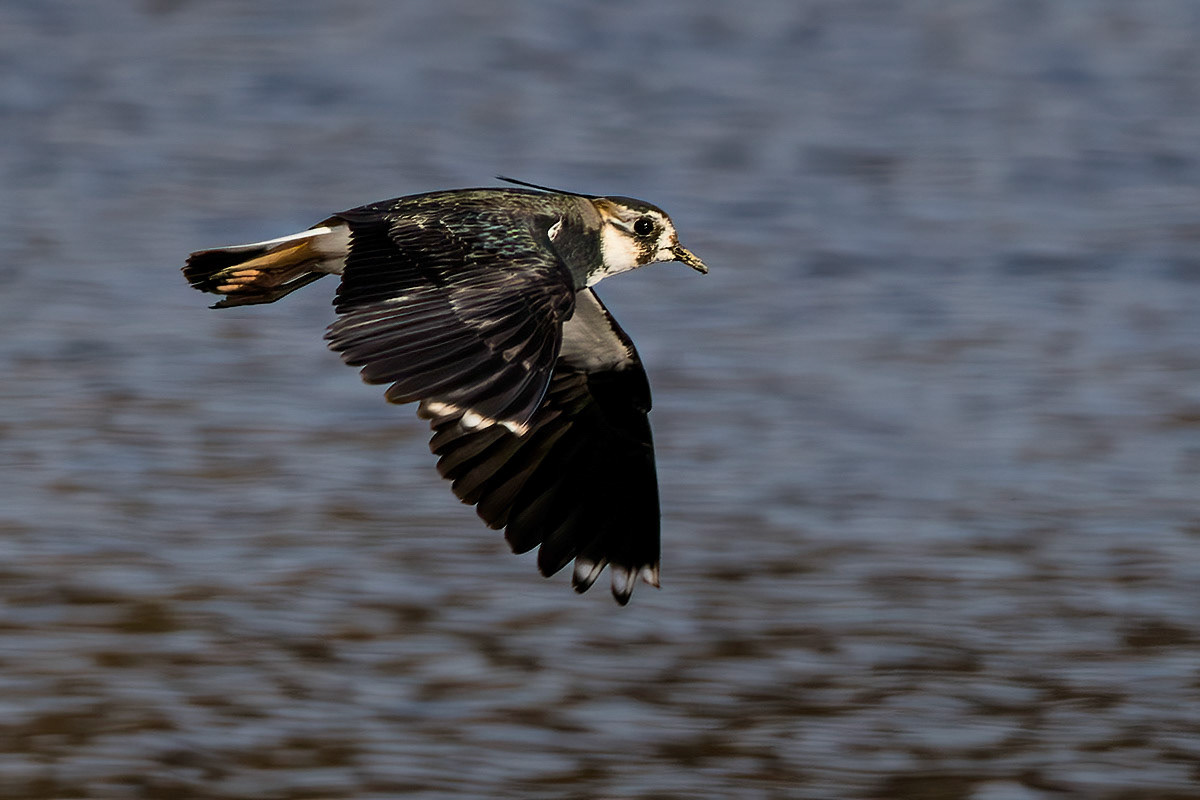 Lapwing