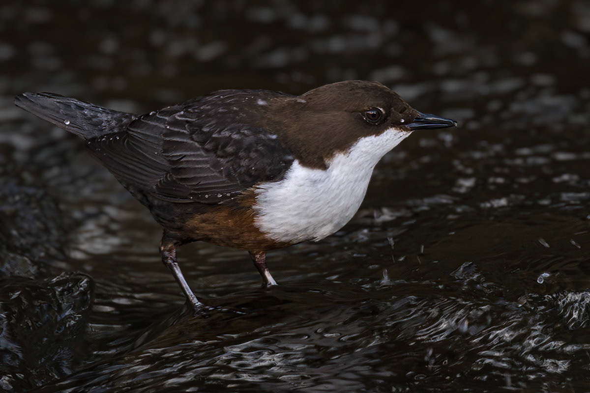 Dipper