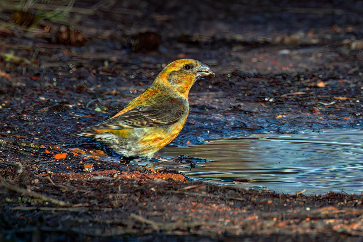 Crossbill
