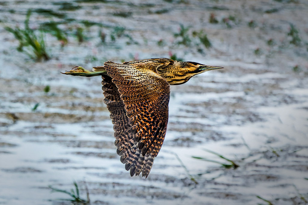 Bittern