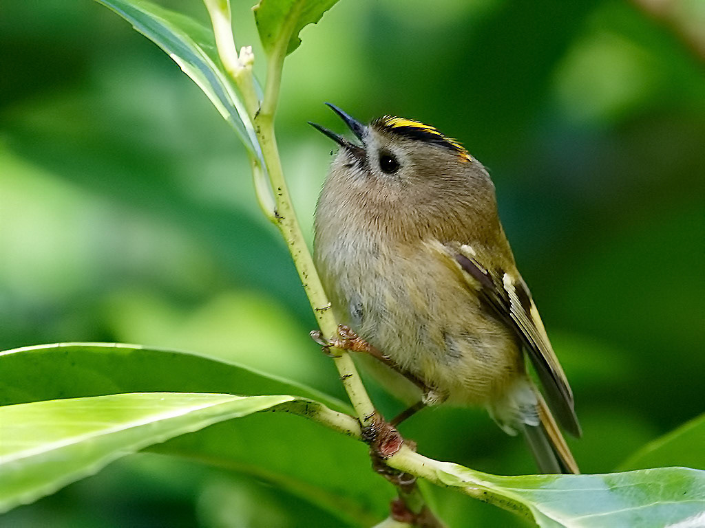 Goldcrest