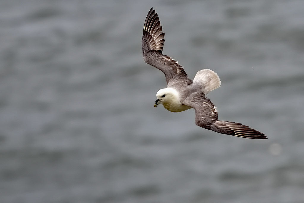 Fulmar
