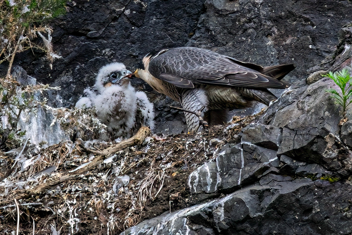 Peregrine