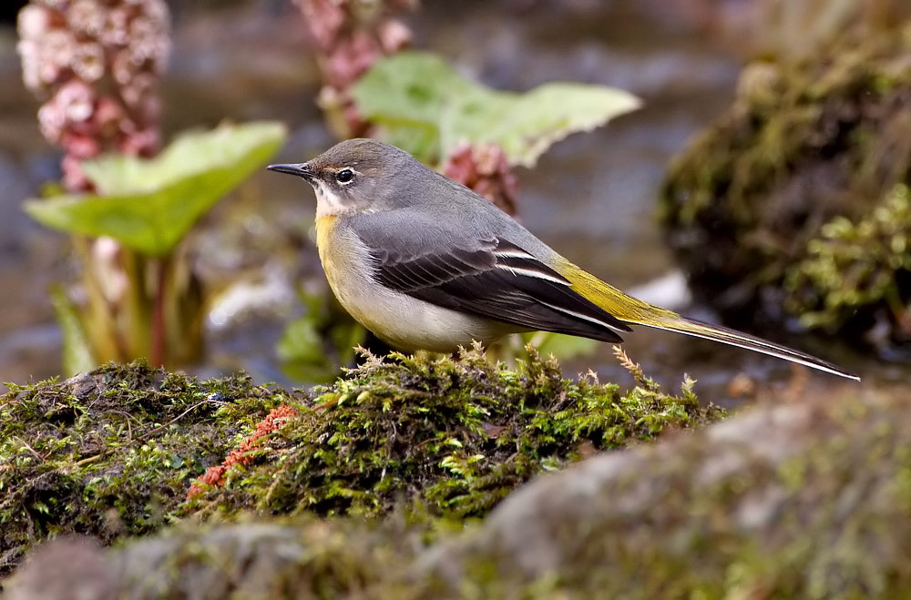 Grey Wagtail