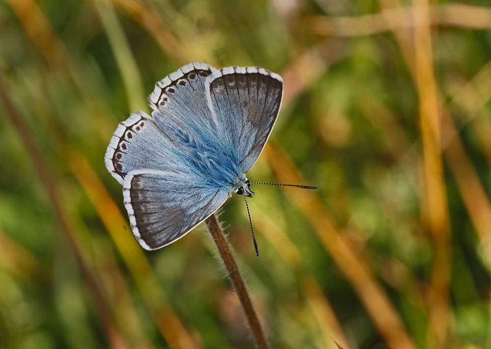 Chalkhill Blue