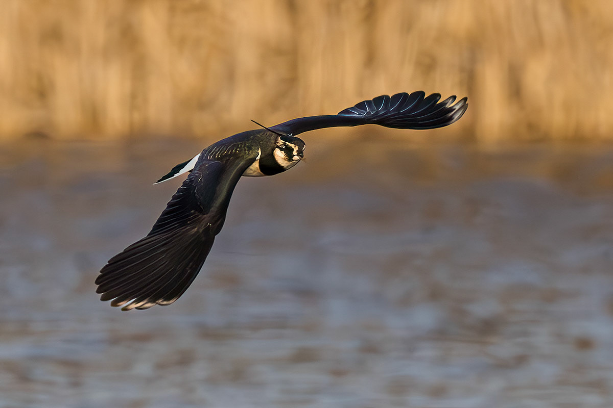 Lapwing