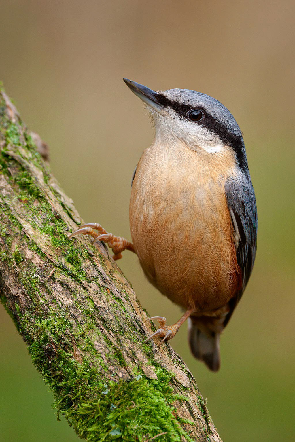 Nuthatch