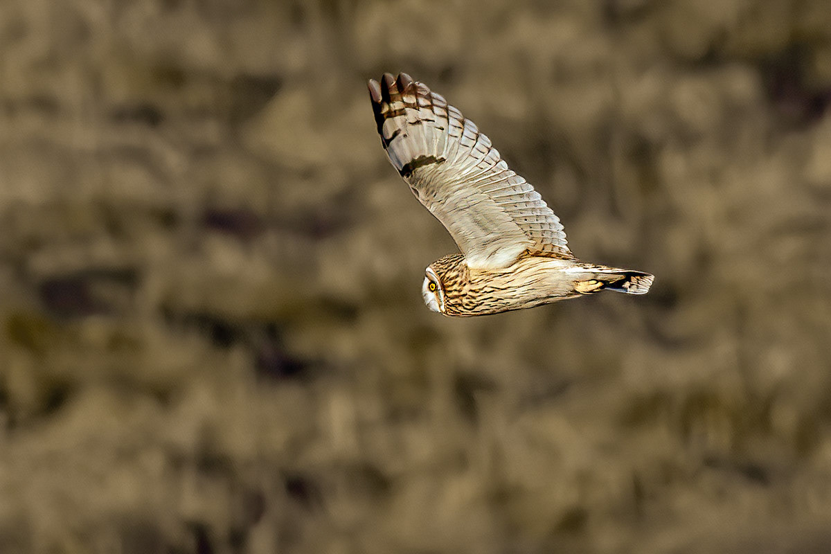 Short-eared Owl