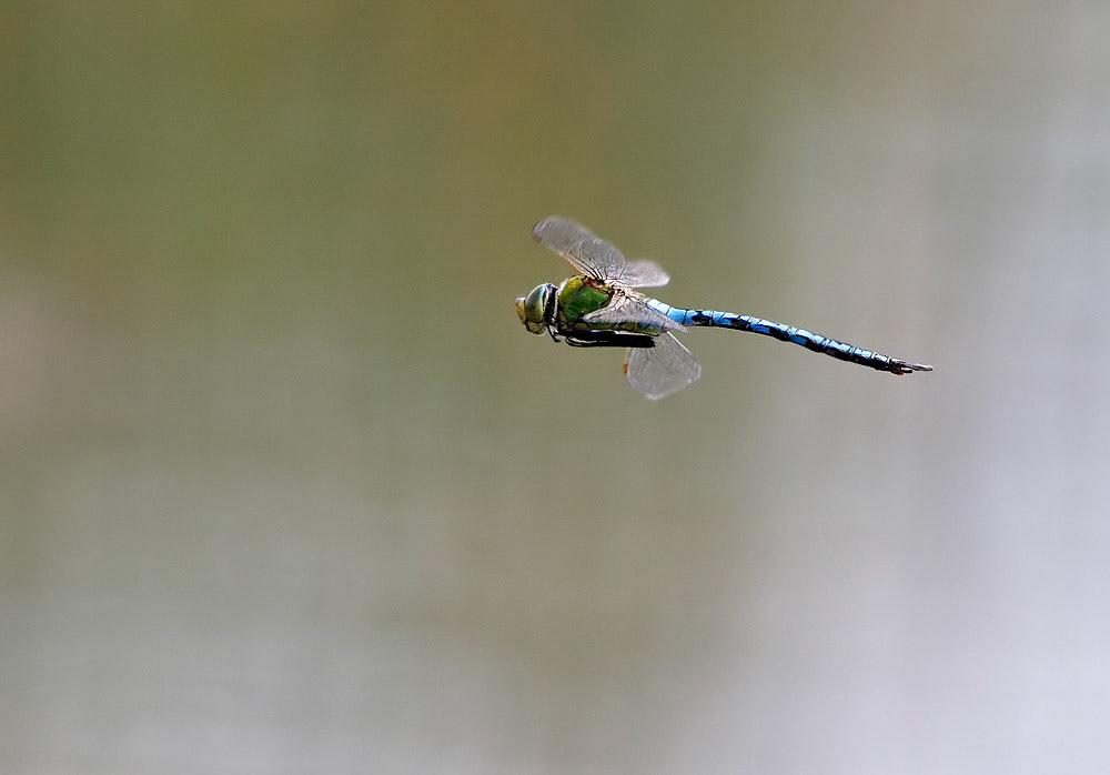 Emperor Dragonfly