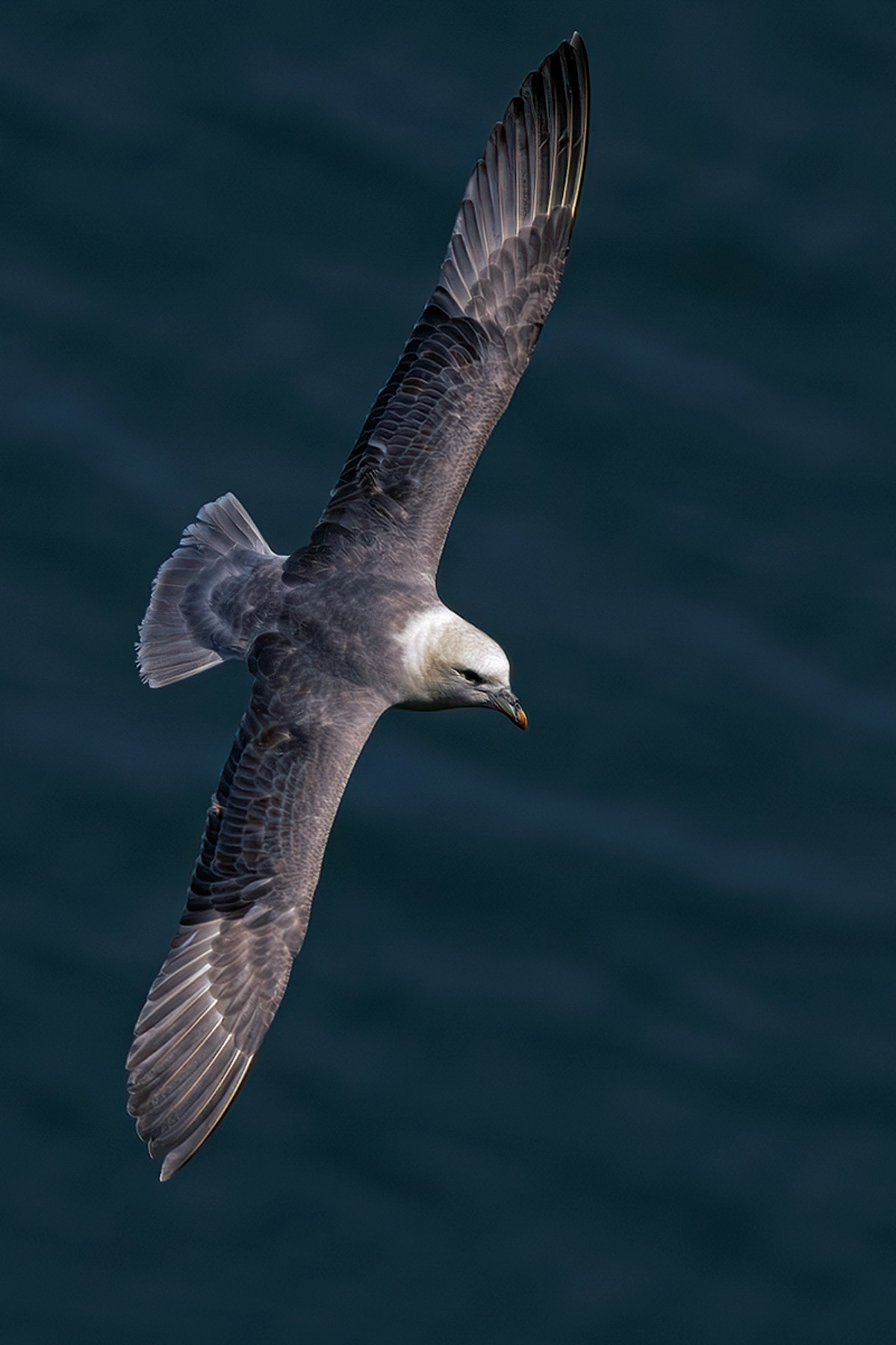 Fulmar