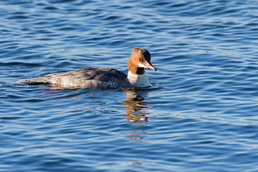 Goosander