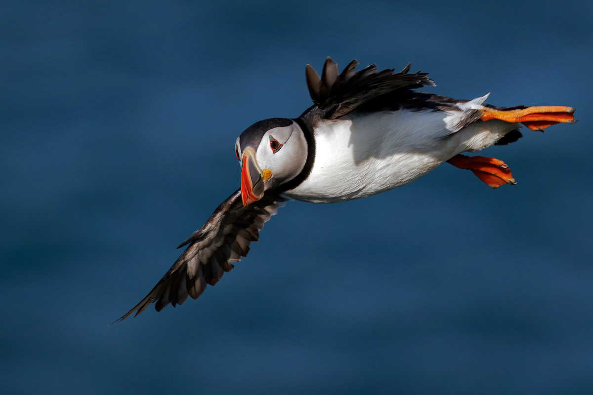 Puffin