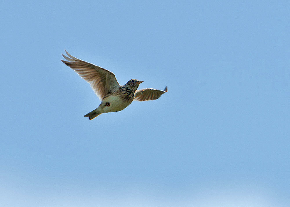 Skylark