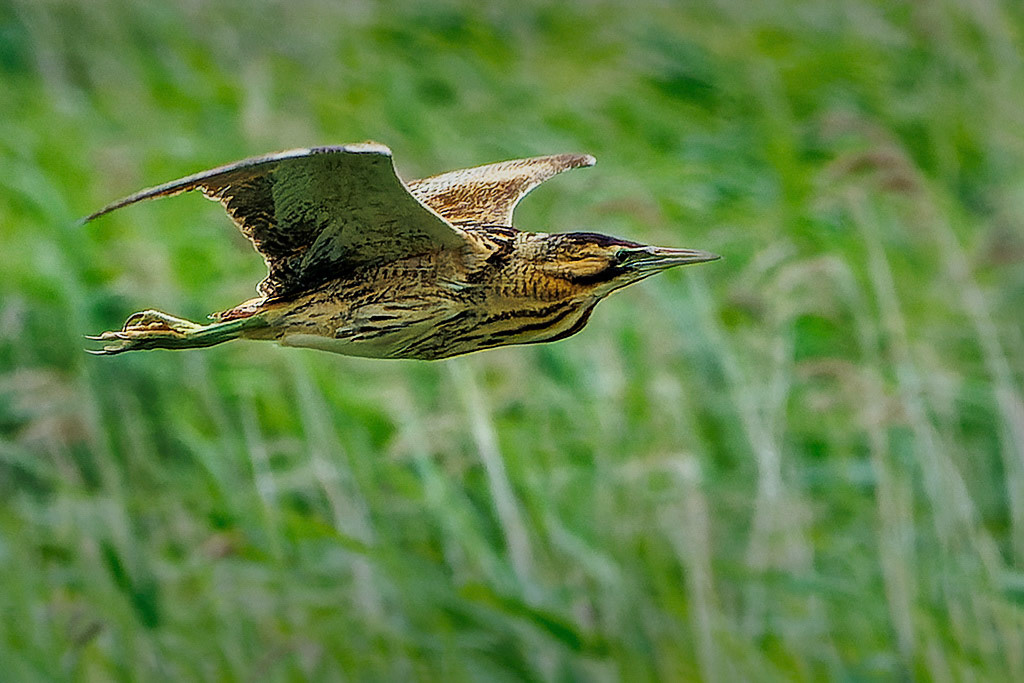 Bittern