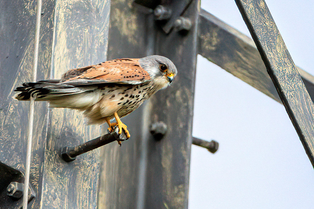 Kestrel
