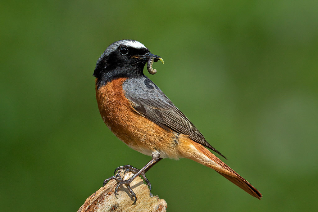 Redstart