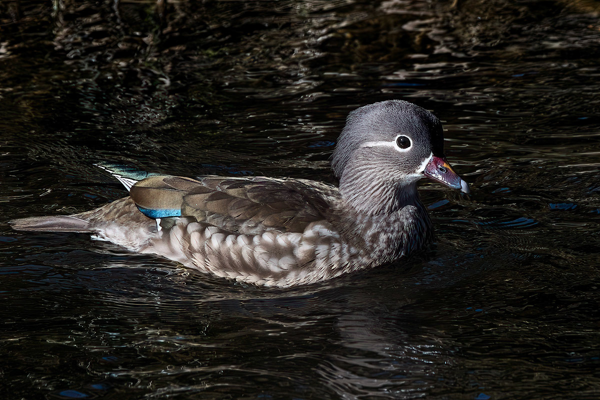 Mandarin Duck