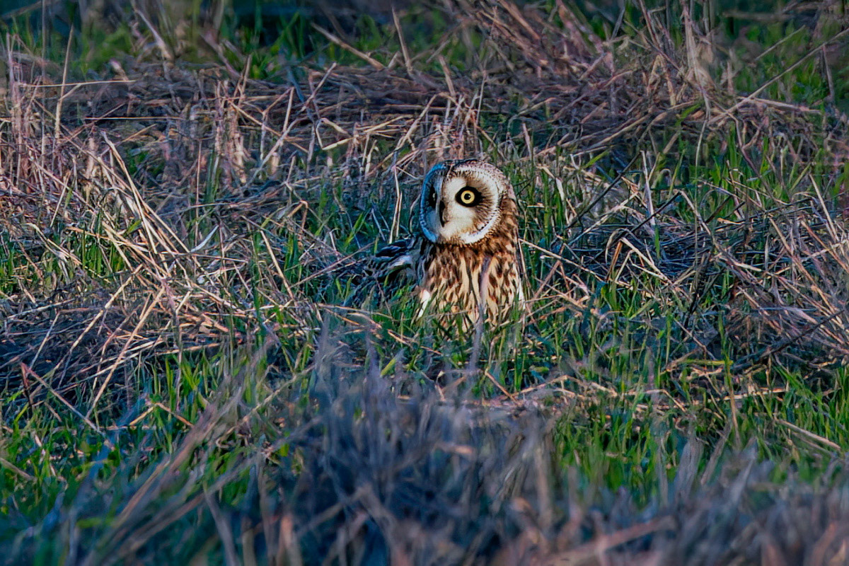 Short-eared Owl