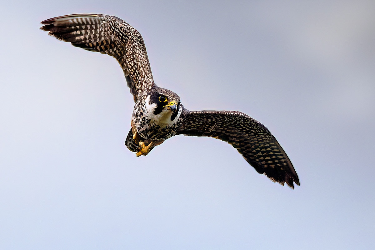 Hobby