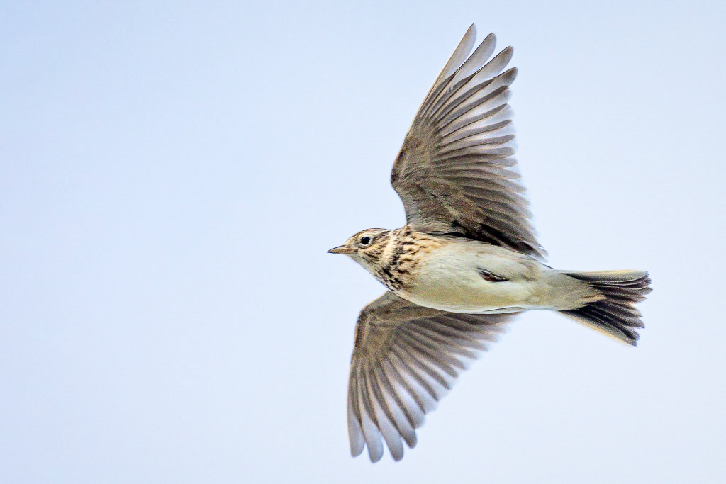 Skylark