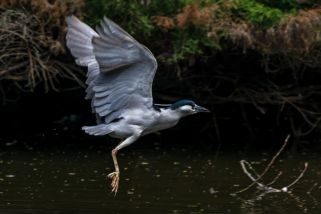 Black-crowned Night Heron