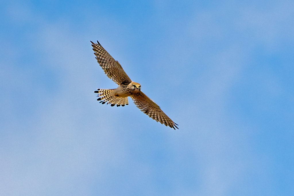 Kestrel