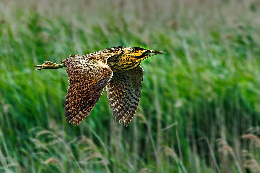 Bittern