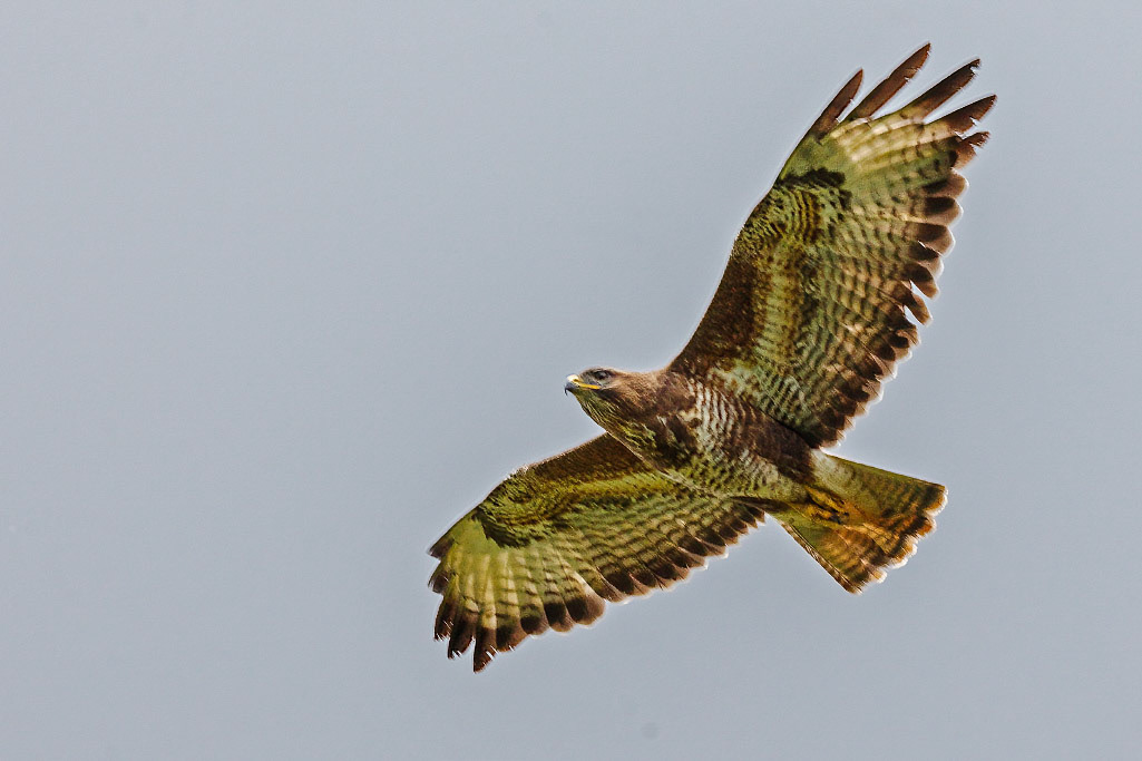 Common Buzzard