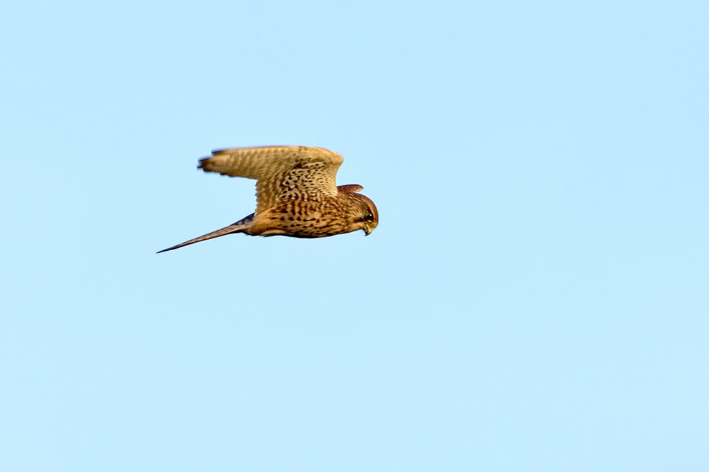 Kestrel
