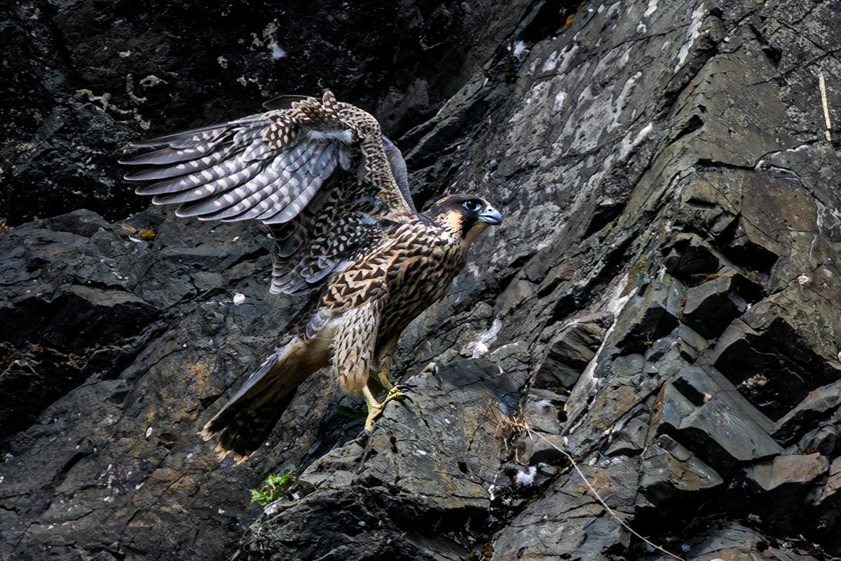Peregrine Falcon