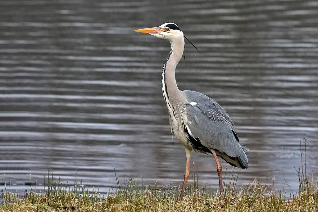 Grey Heron