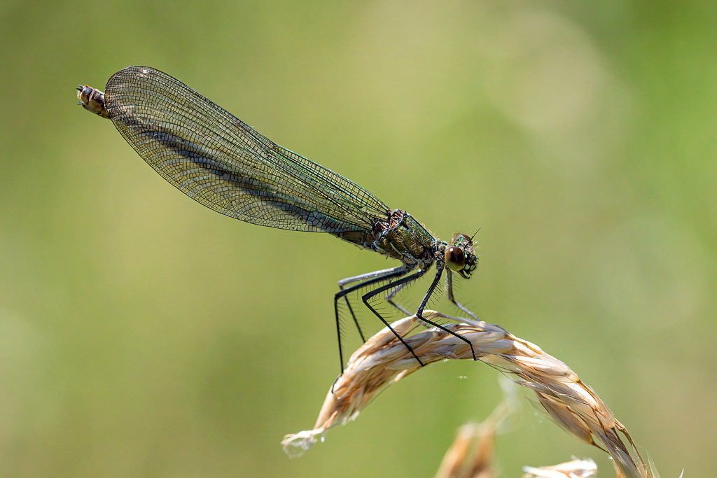 Banded Demoiselle