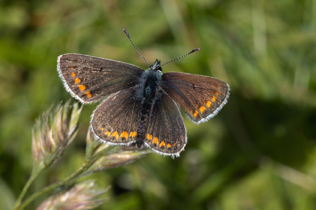 Brown Argus Butterfly