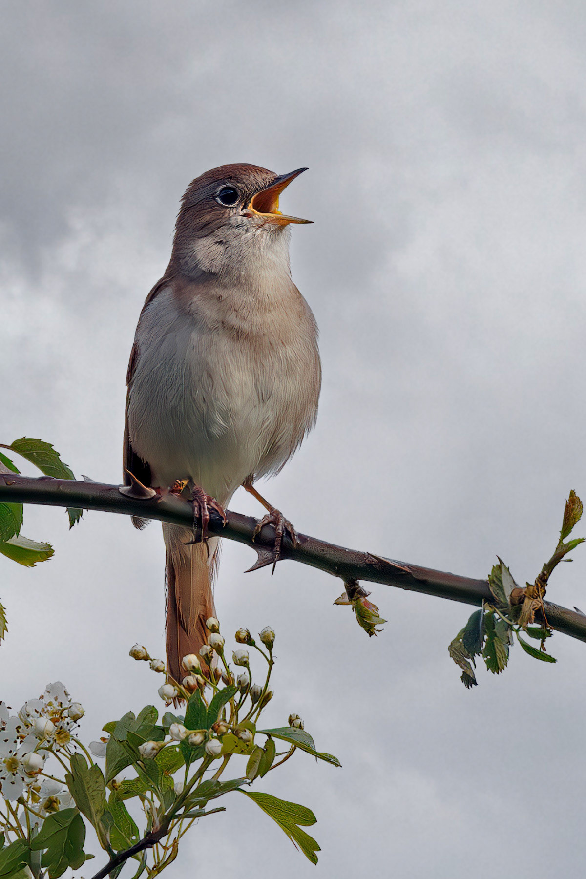 Common Nightingale